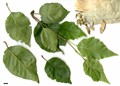 SpeciesSub: subsp. occidentalis SpeciesSub: subsp. occidentalis